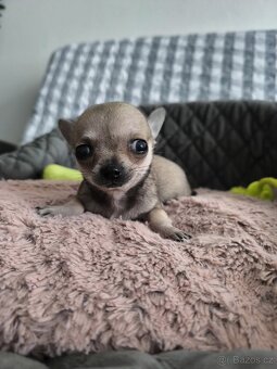 Čivava - štěňátko pejsek. - 4