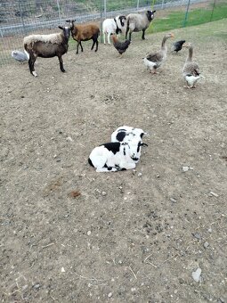 Kamerunská ovce - 4