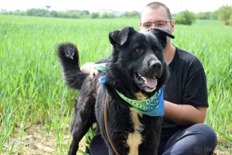 CHICAGO K ADOPCI - 3 ROKY, KONTAKTNÍ, HRAVÝ, AKTIVNÍ - 4