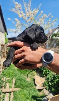 Labrador fenka - 4