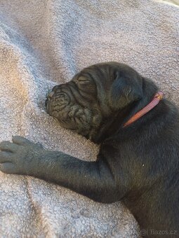 Štěňata Cane Corso - 4