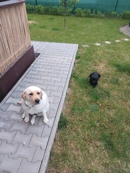 Labradorský retrívr štěně - 4