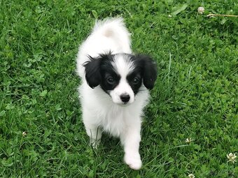 Fenka phalene s PP (ne papillon) - 4