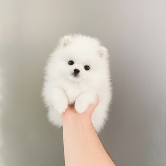 Pomeranian-mini - 4