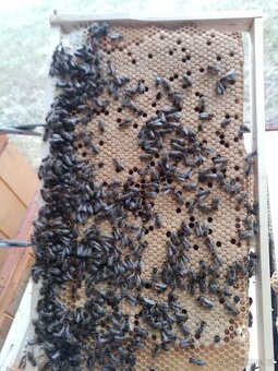 Včelí matky 2026 - 4