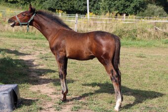 ČT hřebeček 2025 - Možnost splátek - 4