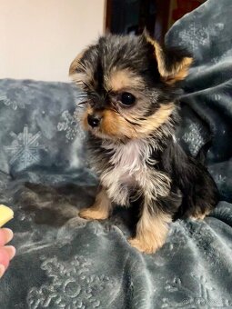 Jorkšírský teriér - 4