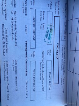 11 lety Valach na rekreaci - 4