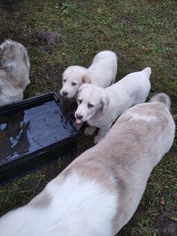 Středoasijský pastevecký pes s PP - 4