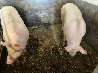 Vykrmené prase - 4