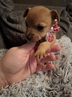 Stěně Čivava X Pražský Krysařík - 4