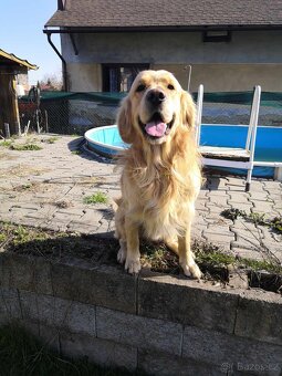 Zlatý retrívr - krytí - 4