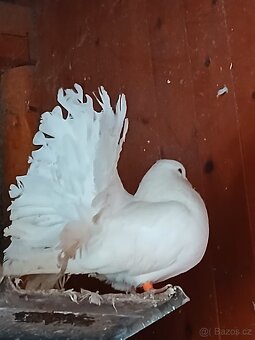 Holuby - Pávík a Stavák - 4