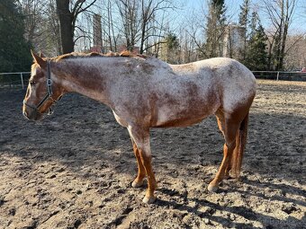 Klisna devítiletá - 4