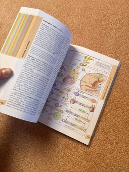 Atlas fyziologie člověka - 4