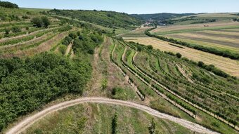 Prodej vinice Lovčičky   SLEVA 36 Kč/m2 - 4