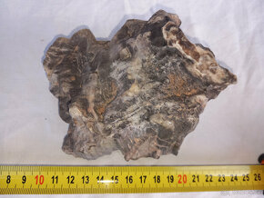Zkameněliny, paleontologie, zkamenělé dřevo - 4