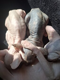 Koťatka sphynx - 4