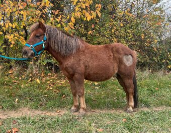 Prodám pony valacha - 4
