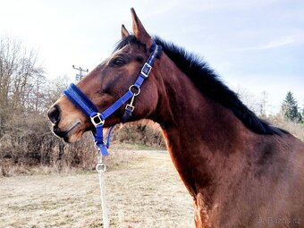 Prodám klisnu A1/1 - 4