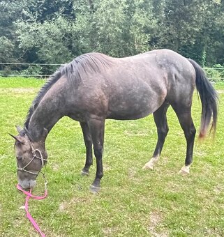 Quarter horse 2,5 roku . - 4