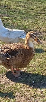 Násadová vejce - 4