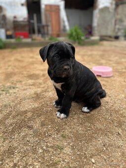 Cane Corso - 4