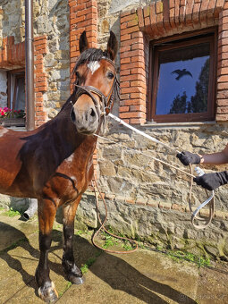 Pretoria Eden, welsh cob pony, sekce D - 4