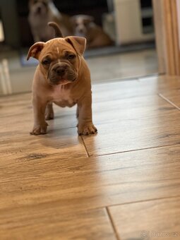 American Bully pocket - 4