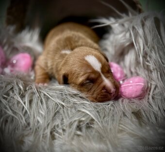 American Bully ABKC - 4