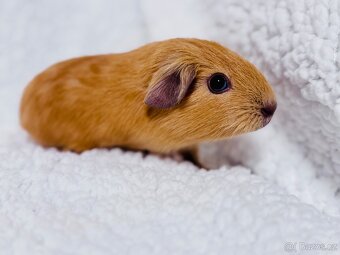 ✨ Nabízím mladá morčátka – English Crested v barvě latté ✨ - 4