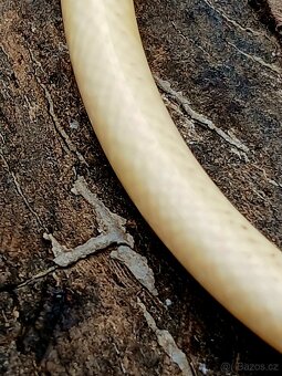 Náhrdelník slonovina + stříbro - 4