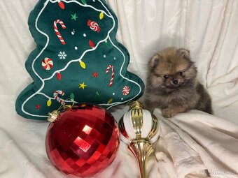 Štěňata pomeraniana s PP FCI - 4