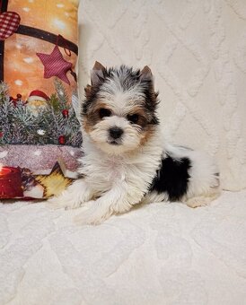 Jorkširský teriér yorkšírský teriér mini BIEWER ❤️❤️ - 4