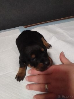 Štěňátka - 4