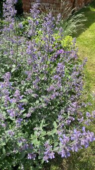 Sporýš argentinský/verbena trvalky - 4