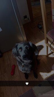 Hledáme psa na krytí - 4