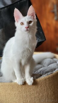 Turecká angora s PP - koťátka - 4