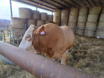 Plemenný býk Simentál - 4