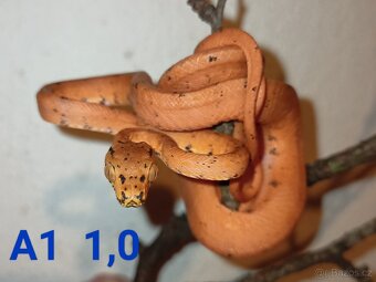Corallus hortulanus CB 9/24 - 4