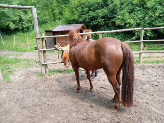 Kobylka Quarter horse kvh 148cm - 4