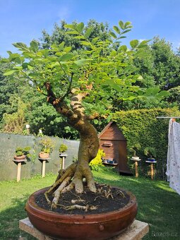 Bonsaj,bonsai Jasan Ztepilý - 4