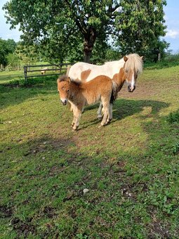 Mini pony - 4