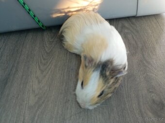 Morčata - samečci - 4