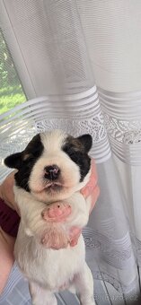 Jack Russell terier - 4
