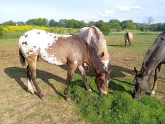 Klisna Appaloosa - 4