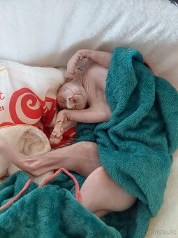 Kanadský Sphynx - Nam - nabídka krytí - 4