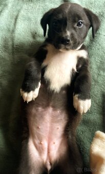 Americký Pitbulteriér X Border kolie - 4
