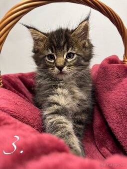Mainská mývalí kočka / Maine Coon koťata - 4
