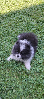 Pomeranian - 4